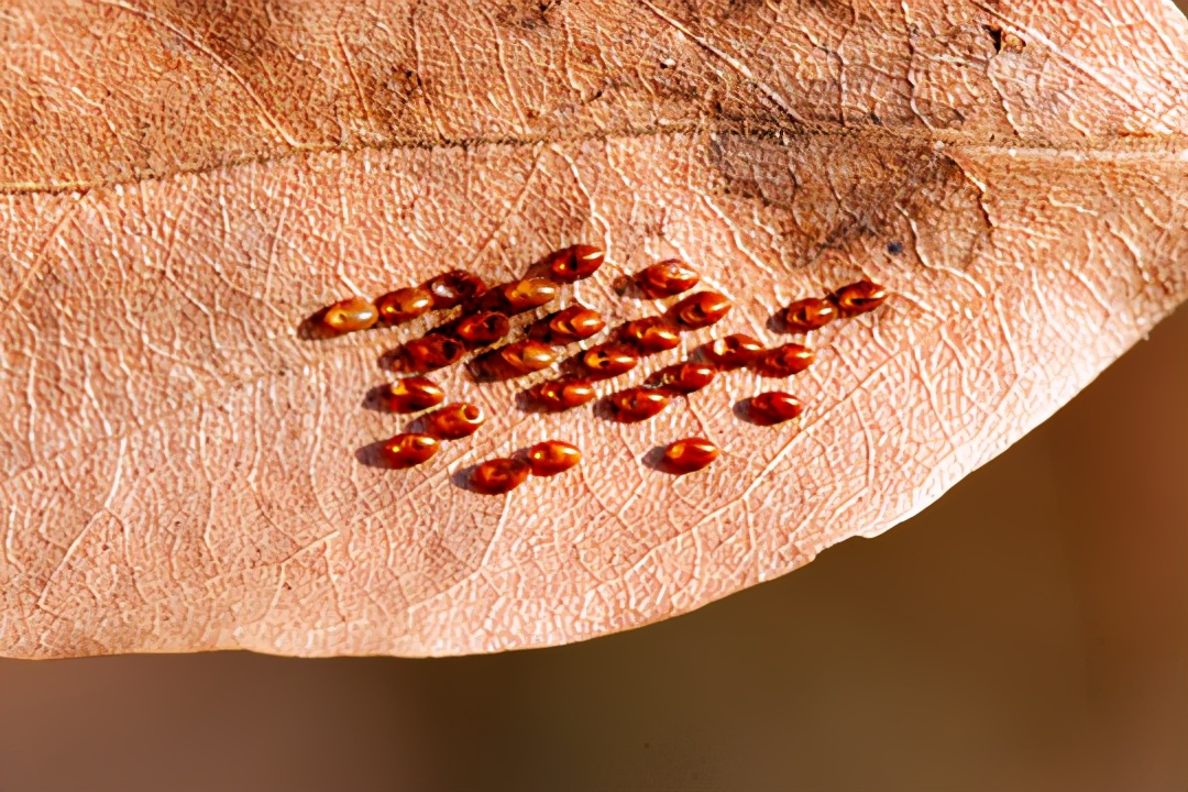 以前人们长虱子现在怎么没有了,以前人们身上有虱子现在怎么没有