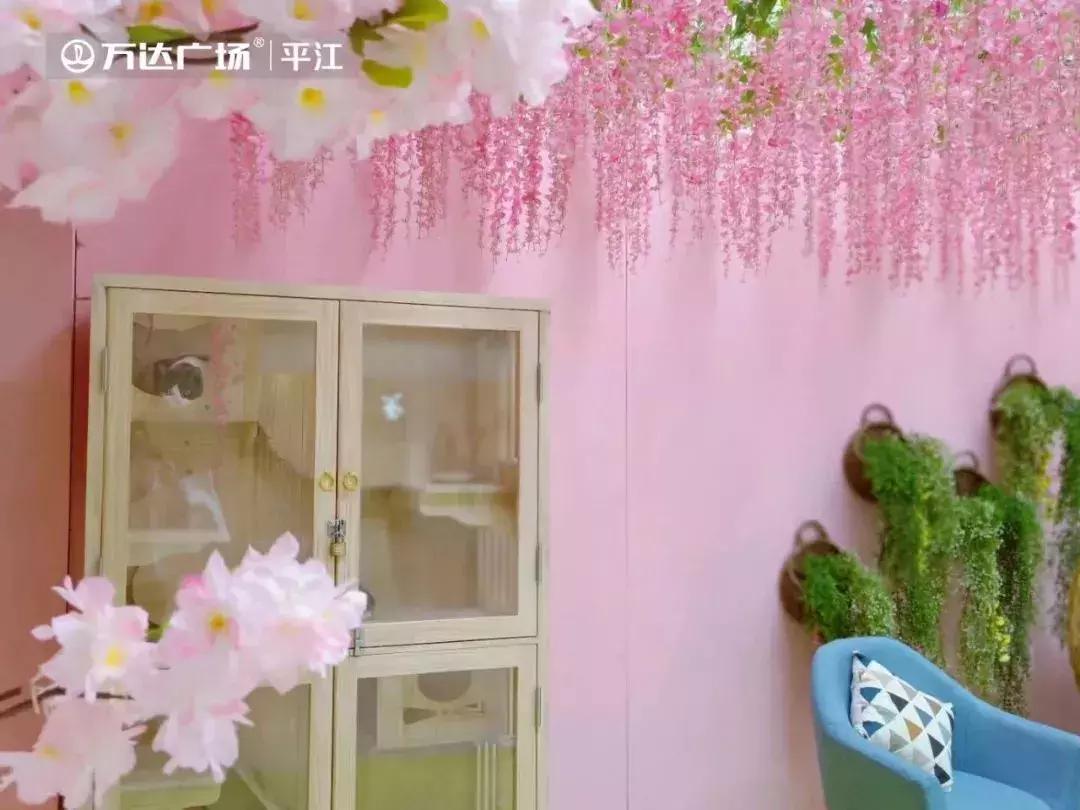 炸裂！因为一只猫，苏州人开启尖叫模式！