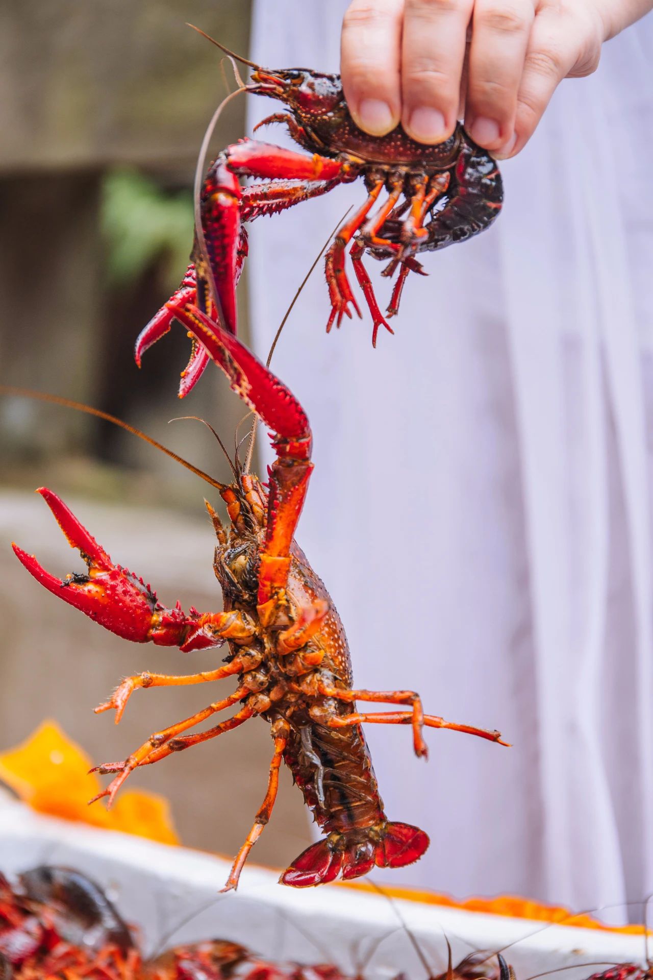 西安靓靓蒸虾免单,靓靓蒸虾免单活动