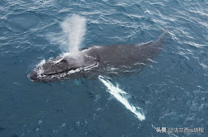 猫咪会动小鸟吗,猫咪会欠揍吗