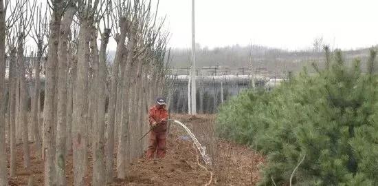 春季园林绿化工作简报,园林绿化春季修剪方案