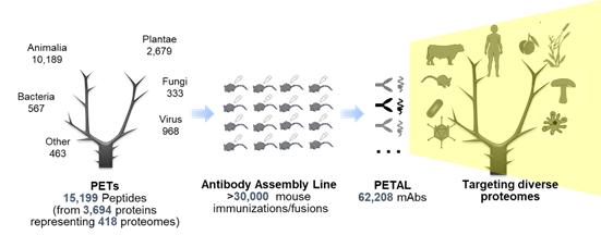 西北大*联学**合上交大开发超高通量抗体芯片并应用于规模化抗体制备