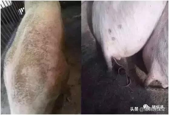 寄生虫如何预防和治疗,寄生虫的防治