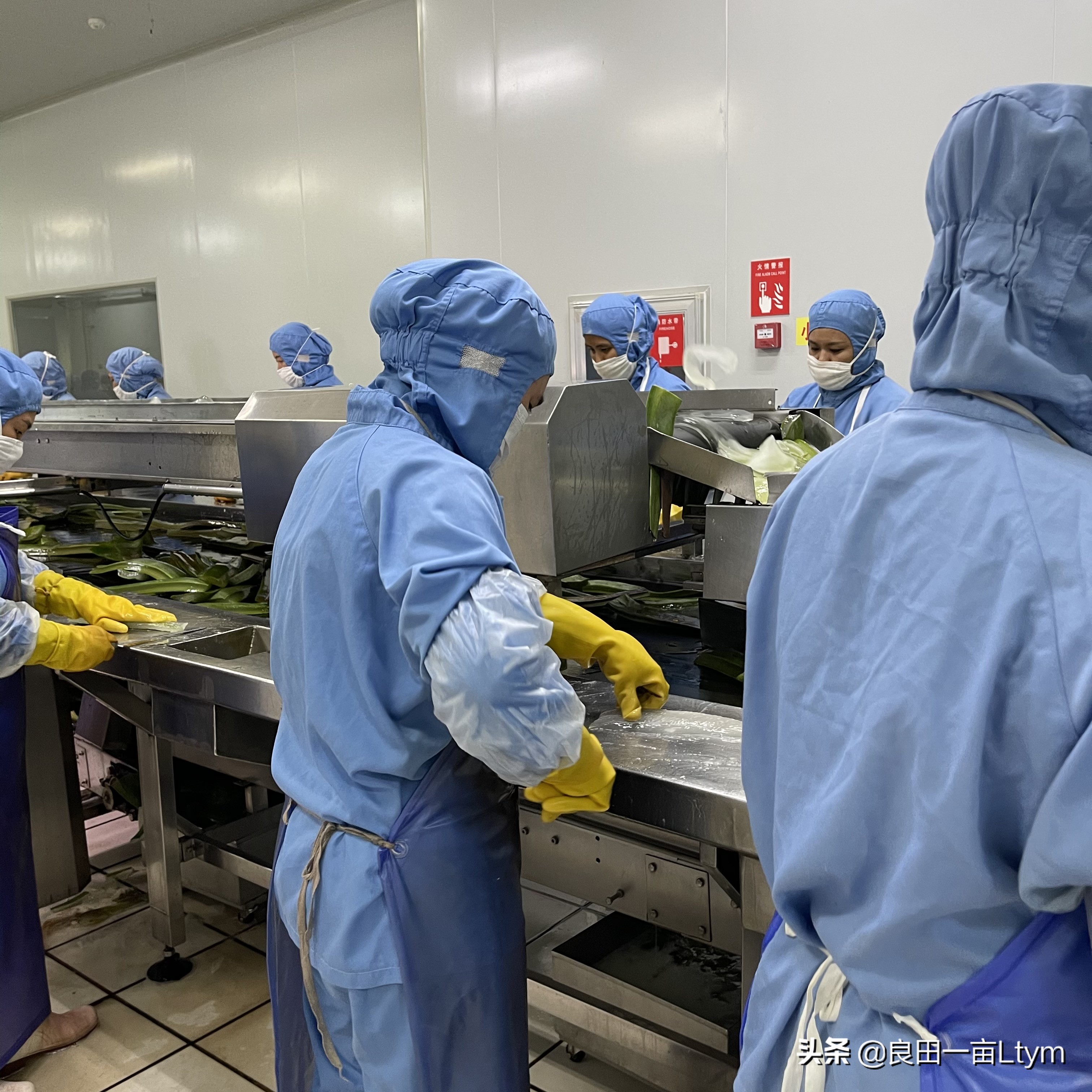 云南天然芦荟护肤品舒缓调理 (云南元江万亩芦荟基地的芦荟水)