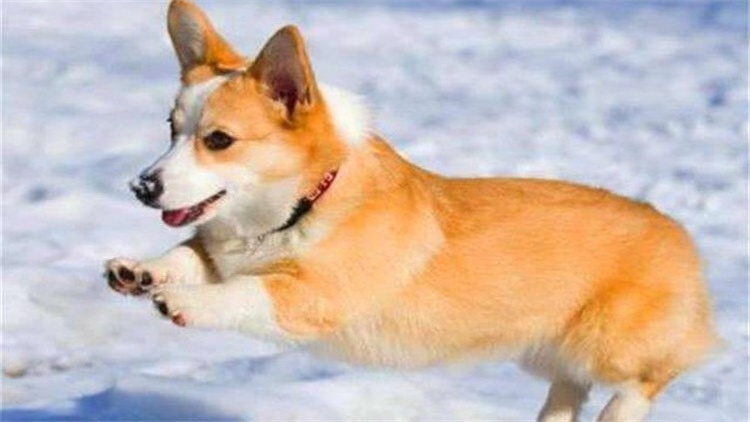 家里有狗需要买些什么,家里有狗狗用品