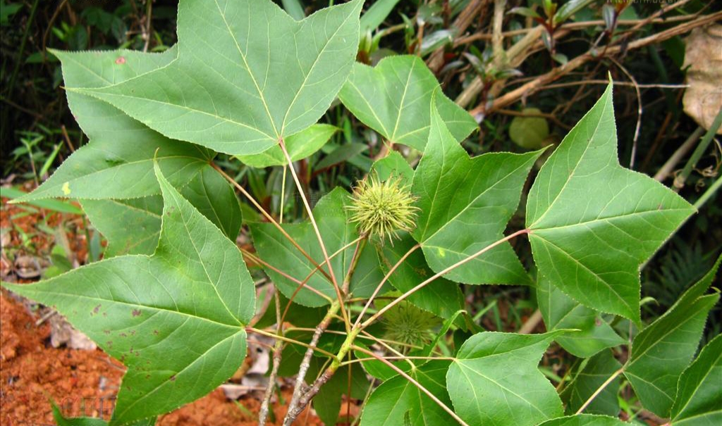 枫香树皮与路路通功效是一样吗,路路通是枫香树果吗