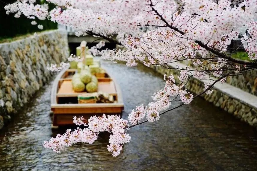 樱花前线2022年,2022第一场樱花