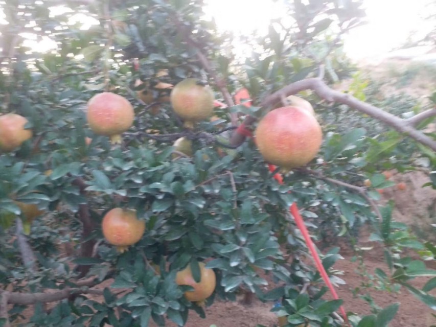 酷似酱油不是酱油,虽然古老但杀虫灭菌都不落后,替都替不了