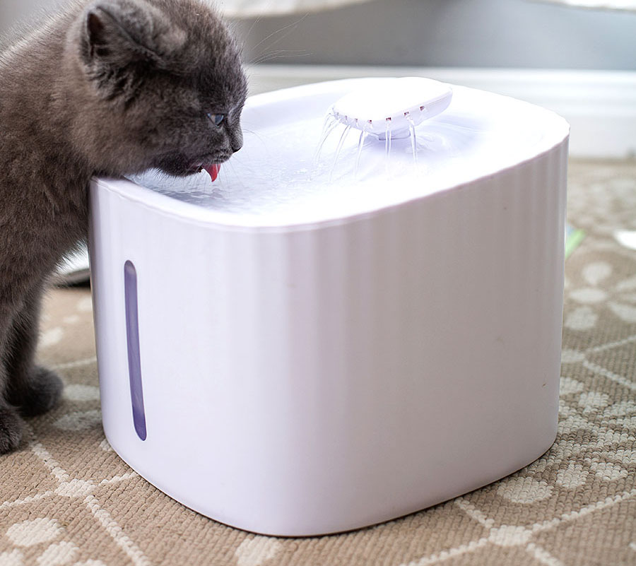 猫咪尿闭好了后尿血,猫咪尿闭好了之后又出现尿血