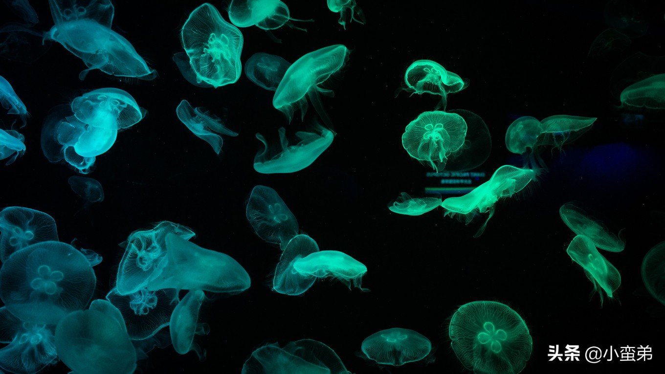 5年之许，小白逆袭重返新加坡