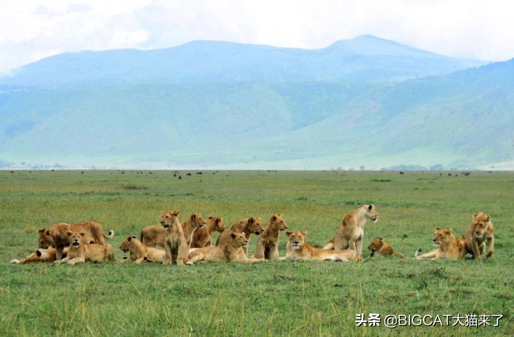 精子异常，雄狮不得不和母亲女儿交配，这个狮群深陷*亲近**繁殖困境