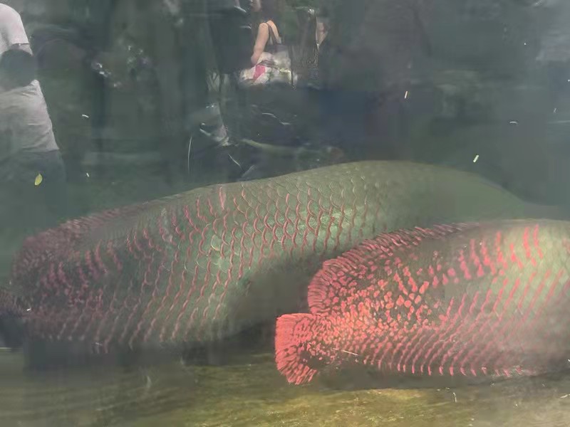 深圳青青世界公园,深圳青青世界门票