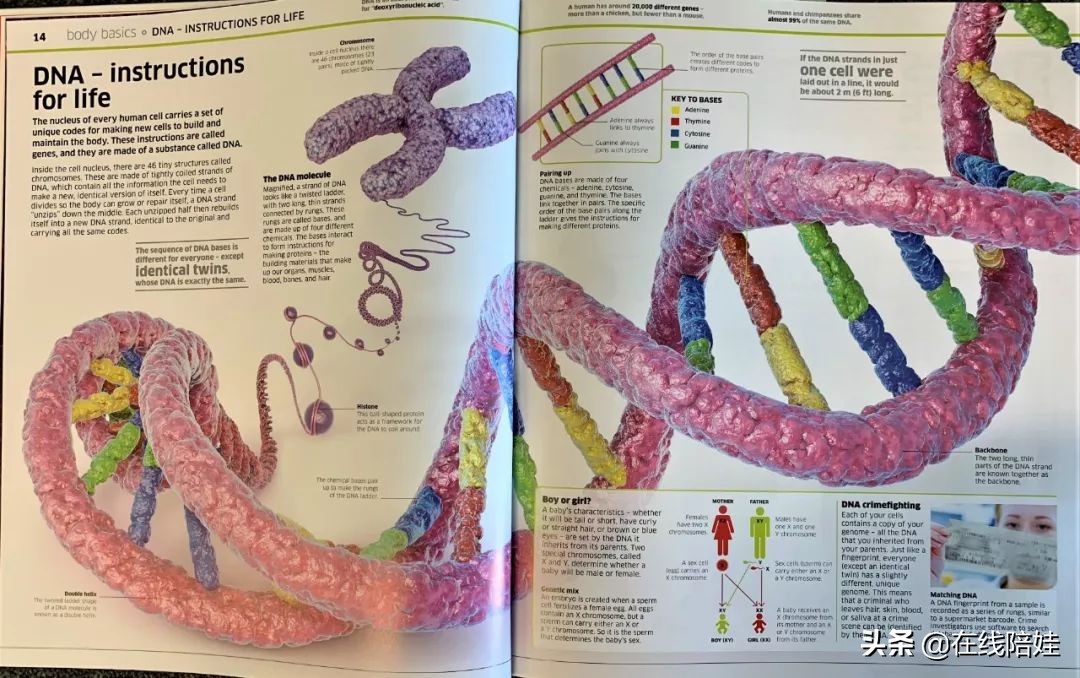 dk知识大百科全套,dk知识大百科书金银版