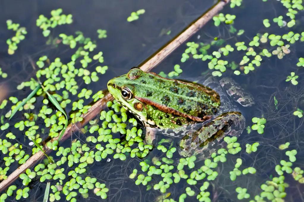 池塘里蛙声一片的散文,初夏夜晚蛙声的散文