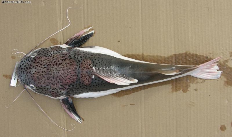 红尾鲶有多凶猛,红尾鲶是入侵物种吗