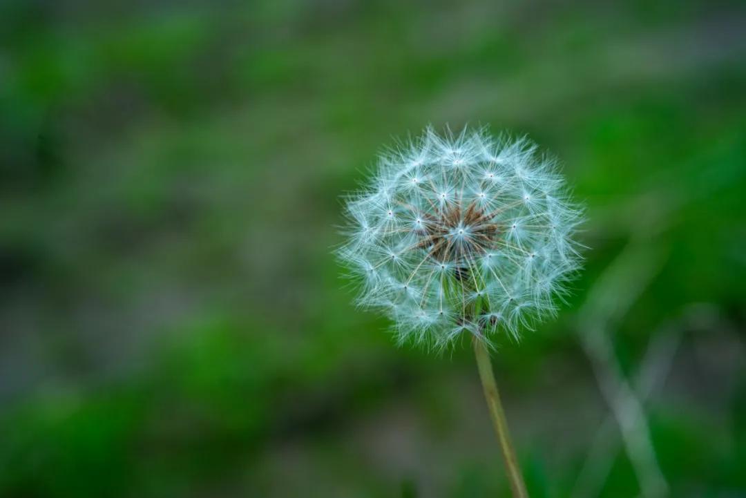 蒲公英用日语怎么说,蒲公英怎么说日语