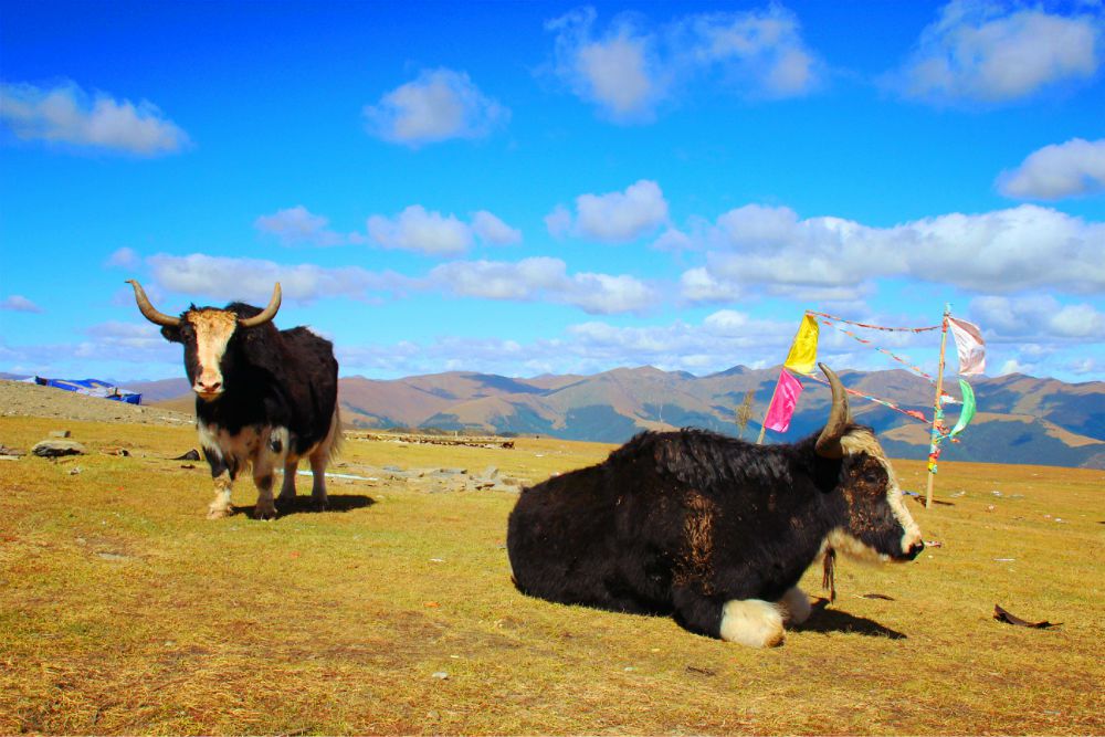 川藏线自驾游来回7天详细攻略,川藏线拼车15天详细攻略