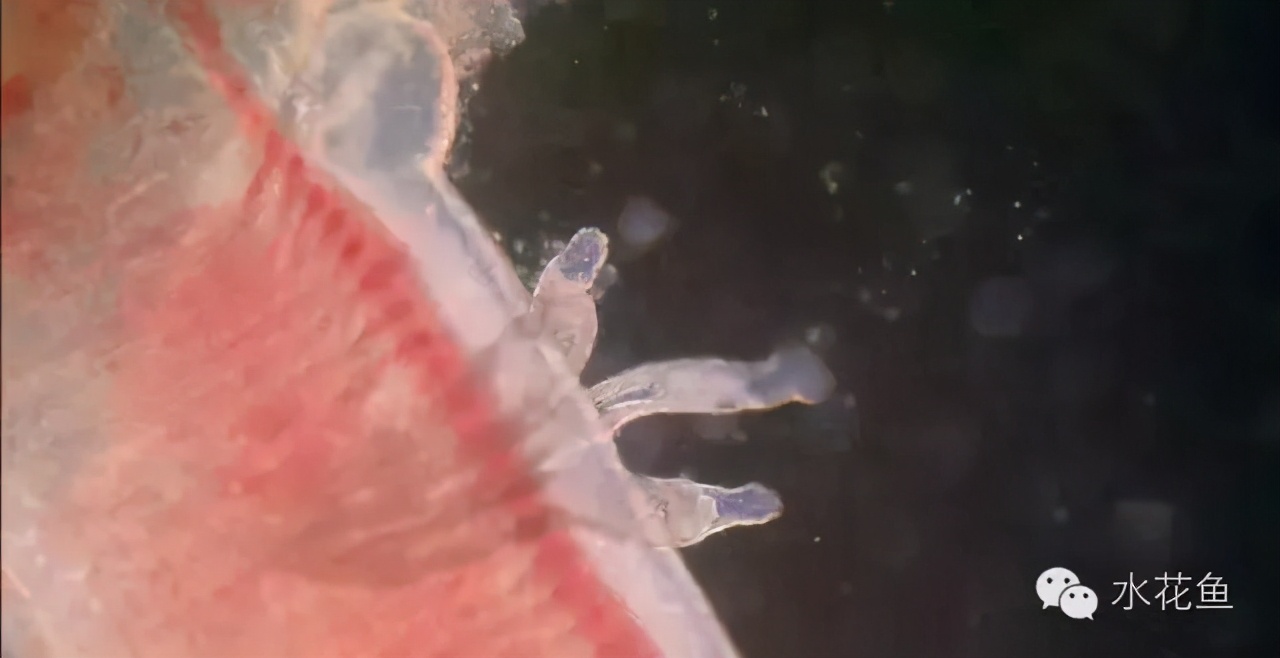 杀鱼类指环虫特效药,观赏鱼指环虫鱼病治疗方法