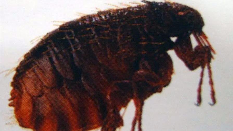 狗蹦子东北话,狗蹦子