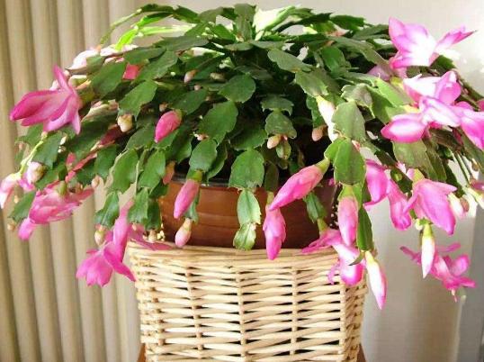 过期药养花的妙用,这五种药过期了千万别扔掉