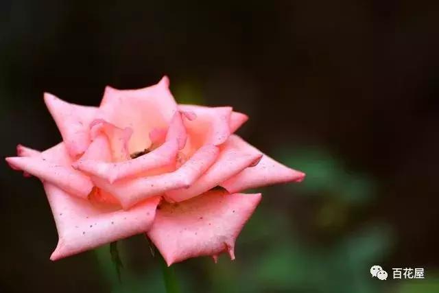 养月季花花叶发黄怎么办,养月季树枝全部干了怎么回事