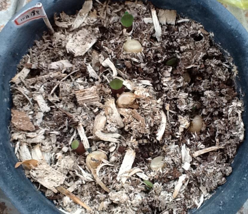 君子兰种子可以用椰糠培育吗,干透的君子兰种子怎样播种