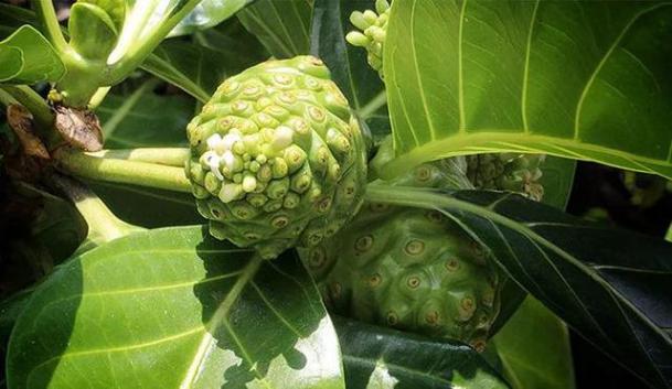 大长今宋慧乔金喜善,大长今金喜善宋慧乔