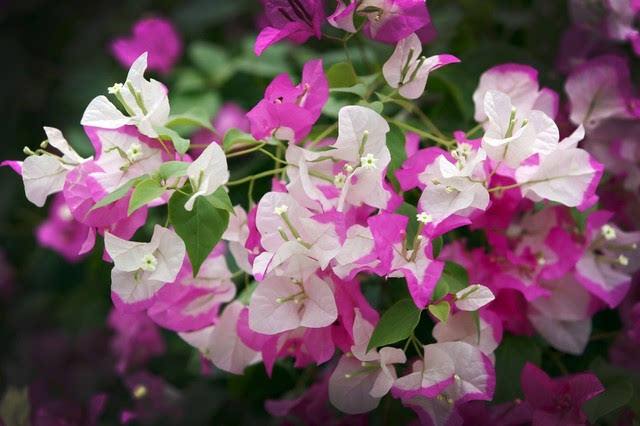 三角梅10大勤花品种，不用控水，一年到头有开不完的花