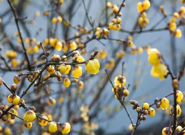 过年家里摆什么植物好,家里过年要摆几样水果