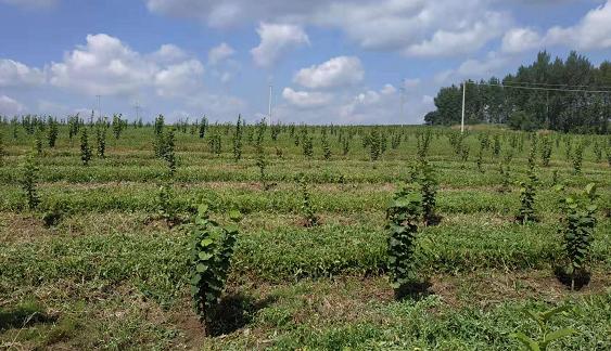 栽“榛”心护水缸