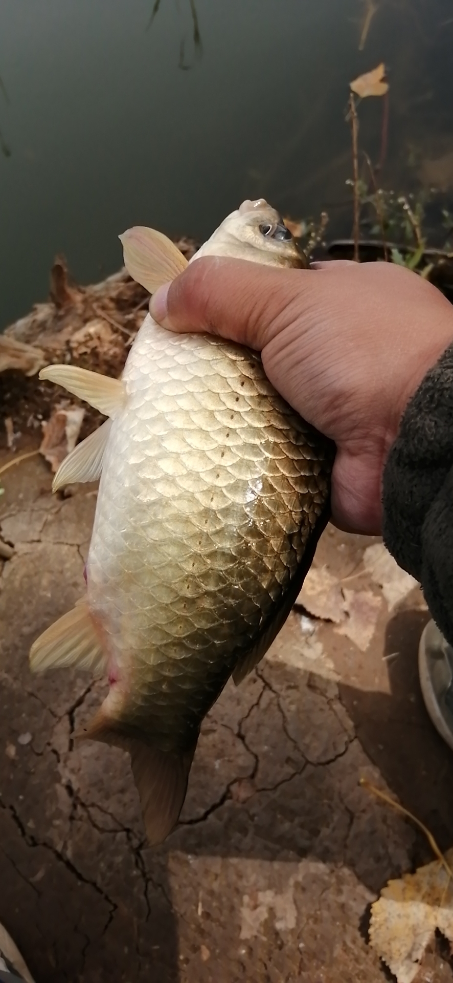 串钩蚯蚓冬季野钓鲫鱼最灵钓法,串钩挂蚯蚓能钓大板鲫吗