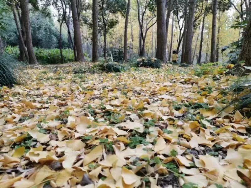 上海银杏叶打卡的地方,上海周边哪里有银杏叶