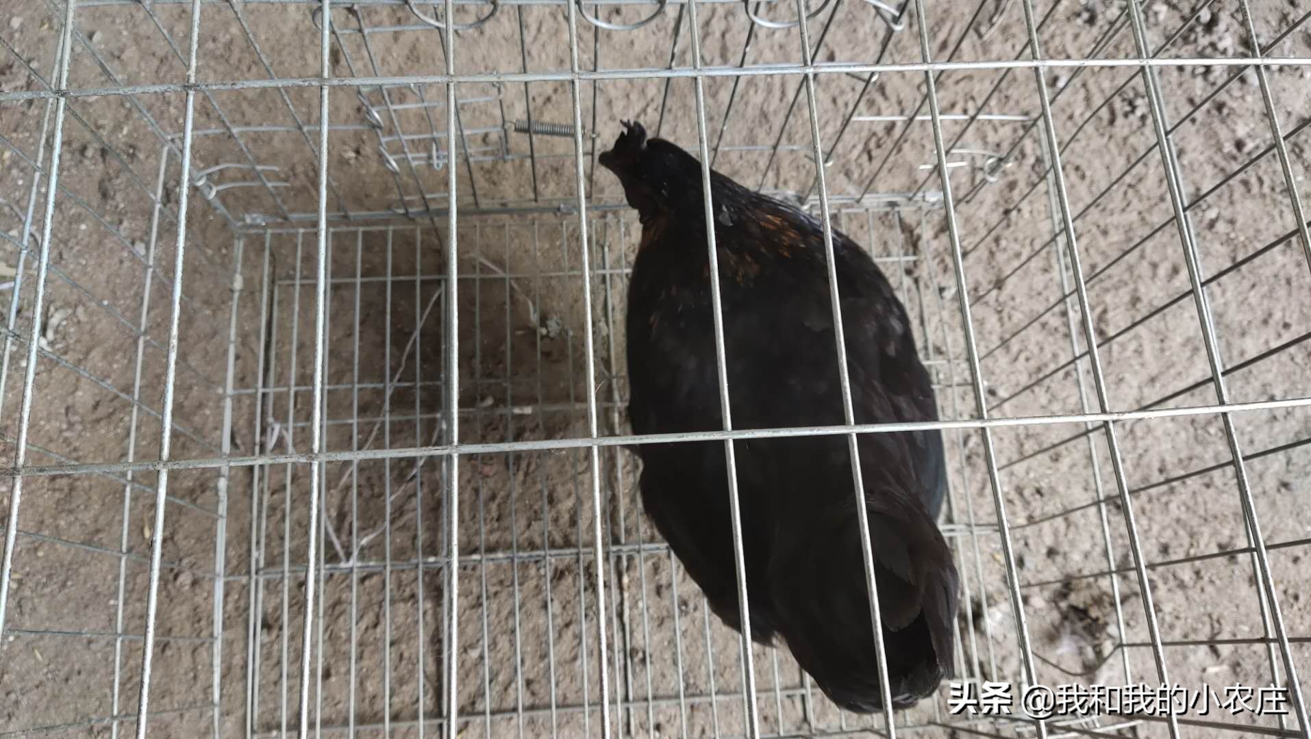 母鸡抱窝要怎么移窝,母鸡抱窝前的征兆