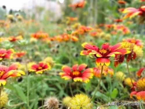 华为麦芒系列最高性价比的手机,华为麦芒哪个性价比最高