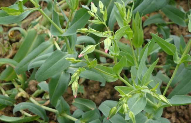 105种野草图片大全,105种野草的图片功效与作用