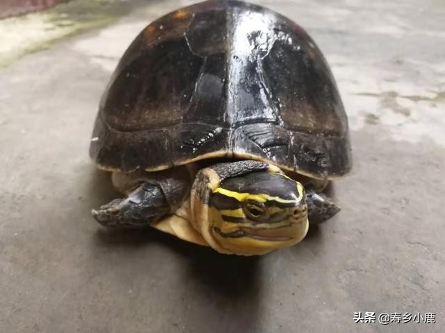 养宠物龟的十大必备理念,宠物龟养什么好