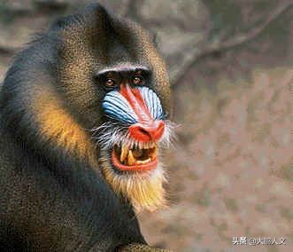 进化趣史(二)——我们是怎么变成这幅模样的