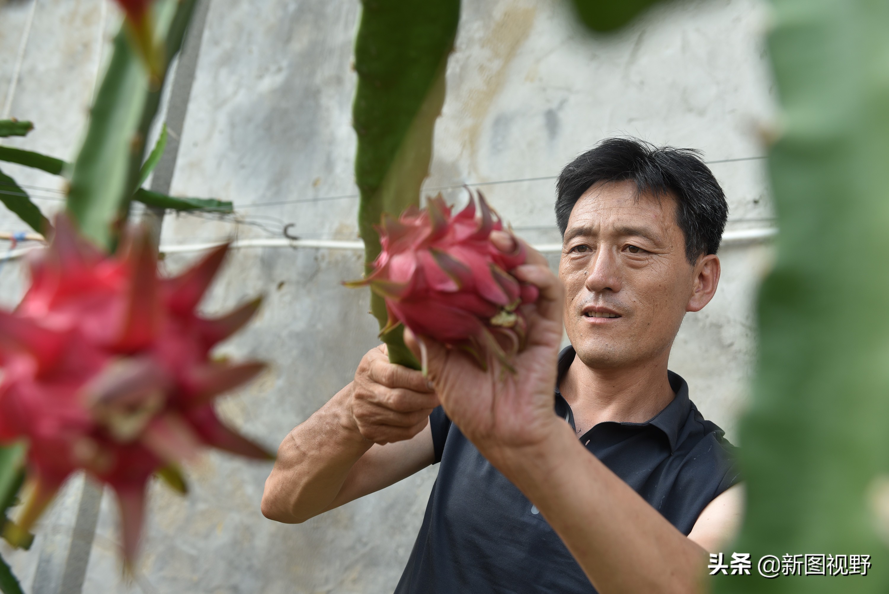 农村大哥吃火龙果,农村大哥种菜一年12万