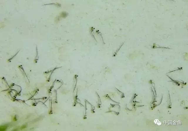 金鱼人工繁殖挤卵需静置多少时间,泰狮金鱼在哪个时间段繁殖比较好