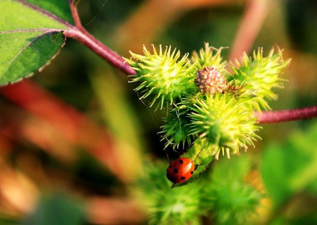 农村这种野草功效多,小时候常见可以吃的野草