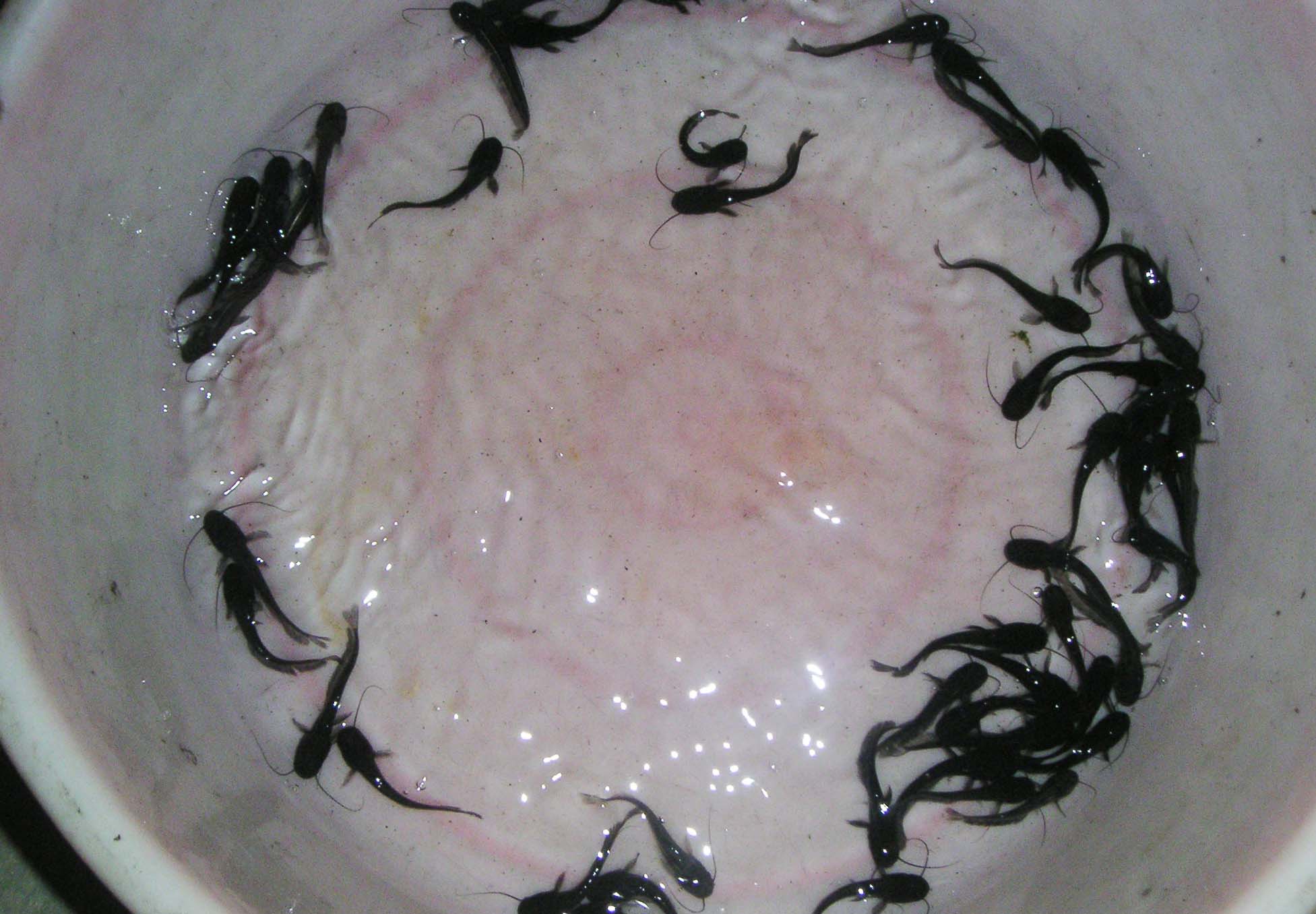 四川沟鲶,沟鲶养殖喂什么食物