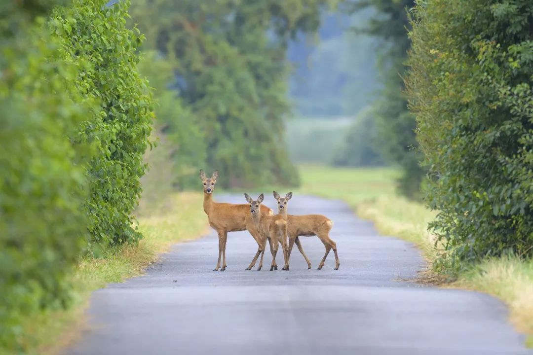 东北傻狍子到底有多傻,东北傻狍子有多傻视频
