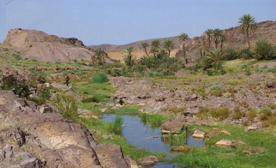 黄喉石龟图片大全,欧洲黄喉