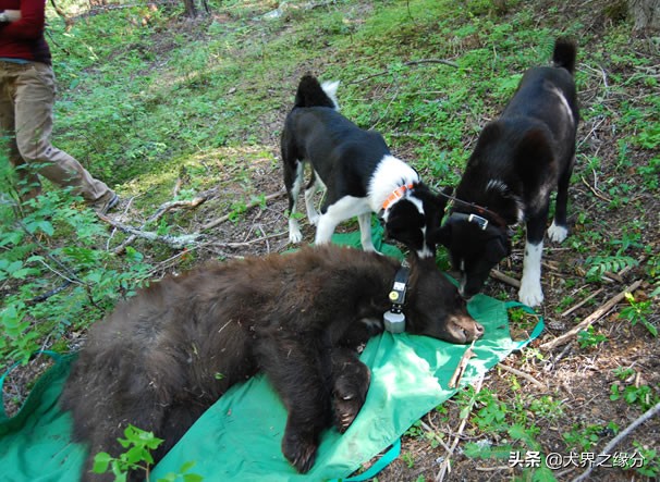 高加索和俄罗斯猎熊犬,高加索犬vs猎熊犬