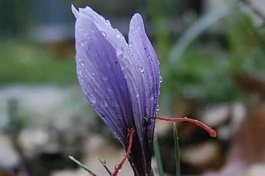 世界上最珍稀的十种花,世界上最珍贵的5种花