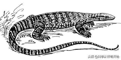 科莫多龙岛图片,科莫多恐龙爬行巨兽