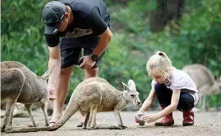 寻找幸运锦鲤活动在哪,寻找锦鲤