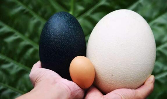 鸵鸟蛋和鸡蛋比哪个更好吃,鸵鸟蛋营养高还是鸽子蛋营养高