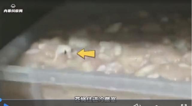 华莱士被曝汉堡吃出蟑螂,华莱士吃出臭鸡赔多少