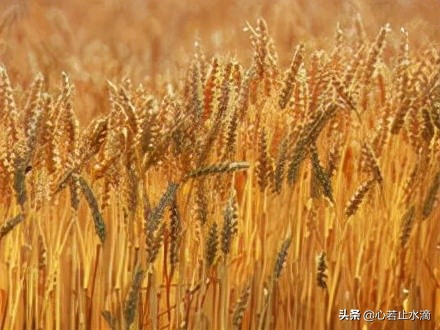 立秋是秋天的第1个节气,立秋秋季的第一个节气